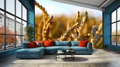 Wheat field, yellow ears of wheat, rye, barley and other cereals. Background of blue sky and western sun in a rural meadow. Wildflowers.
The concept of a good harvest. Wall mural