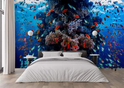 colourful coral reef in red sea Wall mural