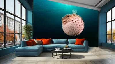 Yellowspotted burrfish using its defense system. Wall mural