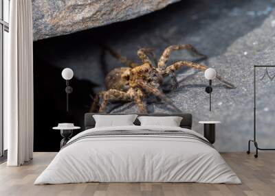 A Small Wolf Spider on Slate Stone, Pardose sp Wall mural