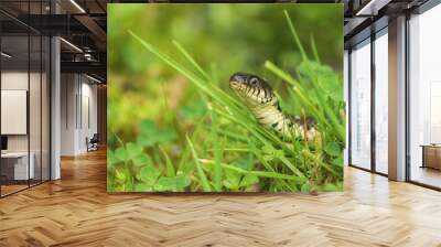 Grass Snake Resting in Grass Wall mural