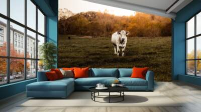 cow in the field Wall mural