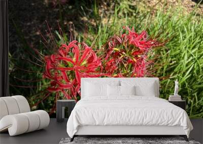 red spider lily  Wall mural