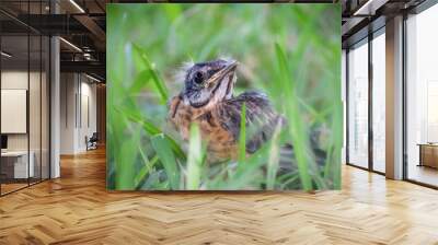 baby bird robin in spring looking with eye on the ground Wall mural