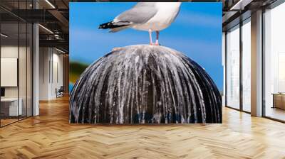 A herring gull (Larus argentatus) stands on top of the navigational radar dome of a trawler and expels faeces. Wall mural