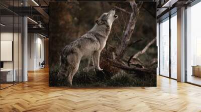 Howling Wolf Wall mural