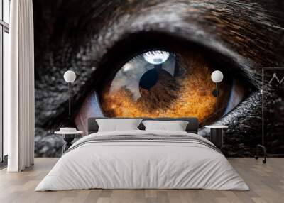 An extreme macro closeup of a greyhound dog eye Wall mural