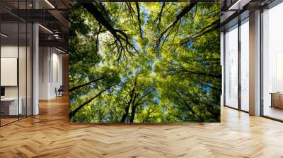 Looking up Green forest. Trees with green Leaves, blue sky and sun light. Bottom view background Wall mural