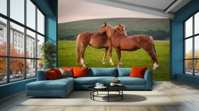 Two horses cuddling together after sunset on a Welsh Mountain Wall mural