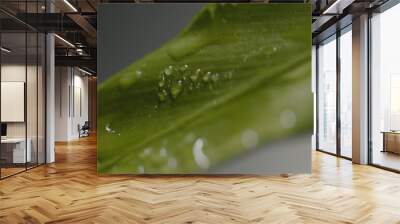 Fresh green plants with water droplets falling on them Wall mural