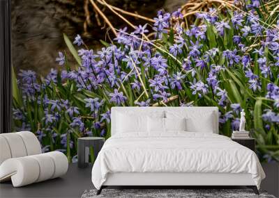 Burlingto, Ontario, Canada - April 7, 2020:Close up of blue Scilla (Scilla bifolia) blooms beside a small stream on a sunny spring day Wall mural