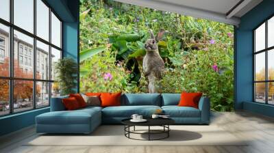 rabbit in a summer garden Wall mural