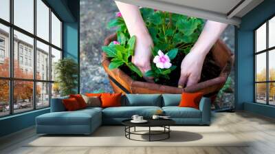 hands place pink flower in octagonal planter Wall mural