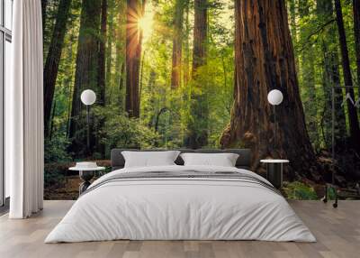 Sunrise in the Redwoods, Redwoods National & State Parks California Wall mural