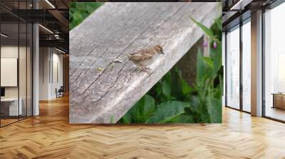 bird on a bench 2 Wall mural