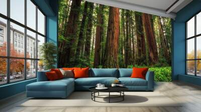 Views in the Redwood Forest, Redwoods National & State Parks California Wall mural