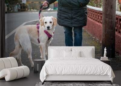 Young golden retriever dog on a dog walk with unrecognizable owner Wall mural