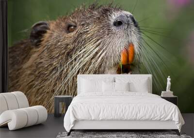 portrait of a nutria Wall mural