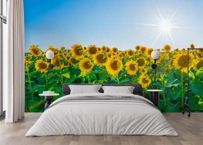 Sunflowers field in Tuscany. Wall mural