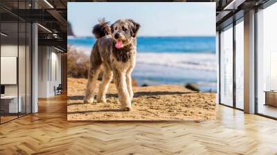 Aussiedoodle puppy playing on beach. Aussiedoodle is a designer dog mix between purebred Poodle and Australian Shepard. They are companion dogs. Wall mural