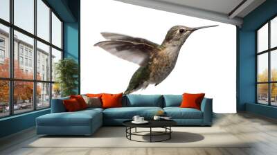 annas hummingbird (calypte anna) Wall mural