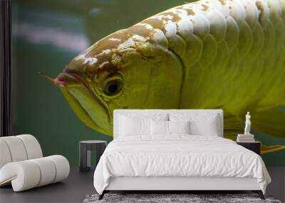 Close-up of a ferocious arowana in a fish tank Wall mural