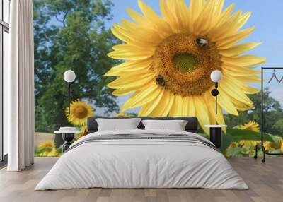 Close up of a large sunflower (Helianthus annuus) bloom, with two white tailed Bumble Bees (Bombus lucorum) pollinating, Natural setting with other similar flowers. Tree in background. Blue sky. Wall mural