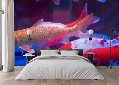 Close-up of big koi carp raised in professional fish tank Wall mural