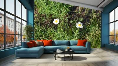 Daisy Wall mural