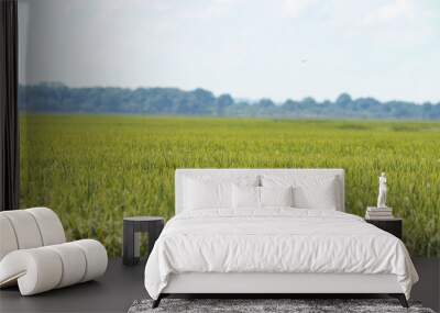 Rice Fields in the Delta Wall mural