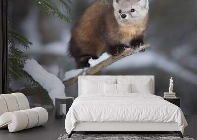 pine martin Wall mural