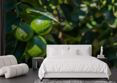 Limes on a tree in partial shade Wall mural