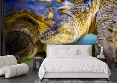 Two giant turtle turtle close-up, water fish Wall mural