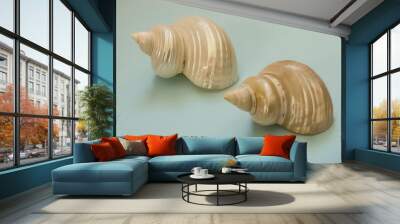 Vintage set of two similar graduated lustrous whorl shells from marine gastropods, silvery with nacre showing, mounted on blue card. Wall mural