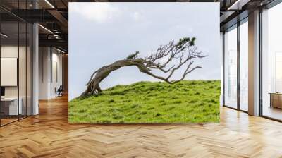 windswept tree permenantly bent by the prevailing winds on a grassy hilltop in the chatham islands,  Wall mural