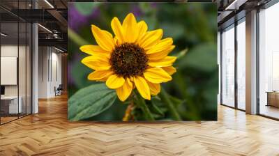 yellow sunflower in the garden Wall mural