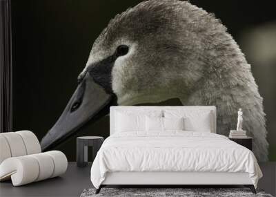 A profile shot of a young swan cygnet, its plumage a mix of grey and black. Wall mural