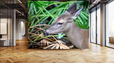 ah but to live a life free of the stresses of hunters and predators but to never cross the open lands from whence I came  Wall mural