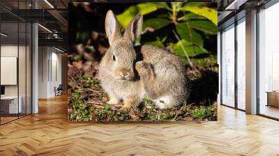 Baby Rabbit  Wall mural