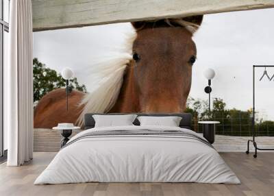 Closeup shot of a brown horse behind a wooden f Wall mural