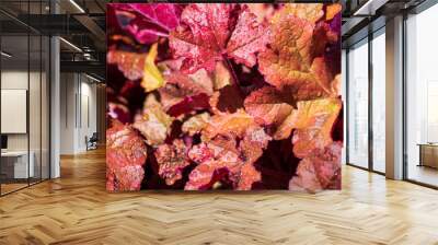 autumn leaves background Wall mural