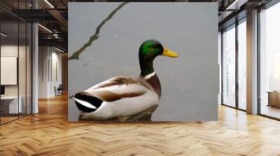 duck in water Wall mural