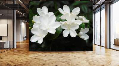 White Tropical Flowers Wall mural