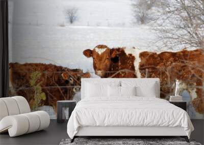 cows in winter Wall mural