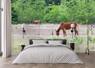 Mule and Horse in Pasture Wall mural