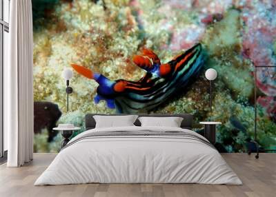 Colourful nembrotha nudibranch Wall mural