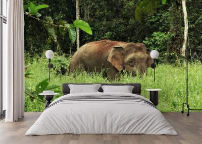 Large bull pygmy elephant Wall mural