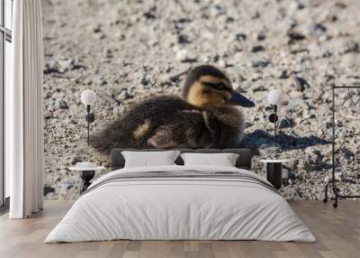 Tiny fluffy baby duck sitting down Wall mural