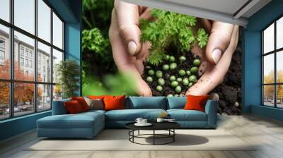 plant, green and hands of people with a seed for nature conservation in a garden Wall mural