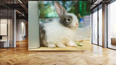 Cute rabbit sit on the table. Wall mural